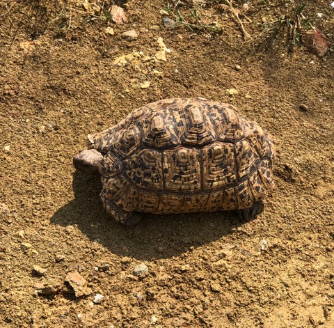 20 yr old leopard tortoise