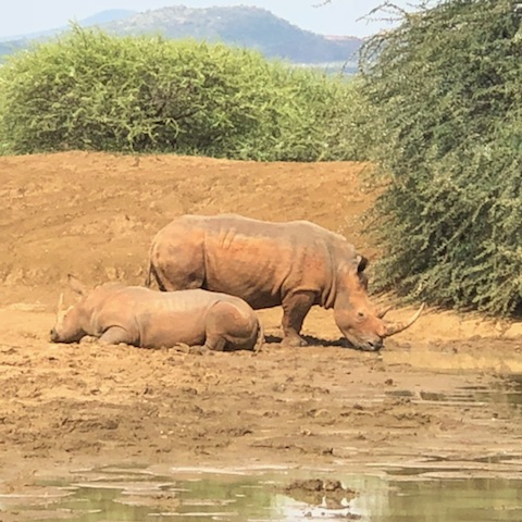 dirty rhinos
