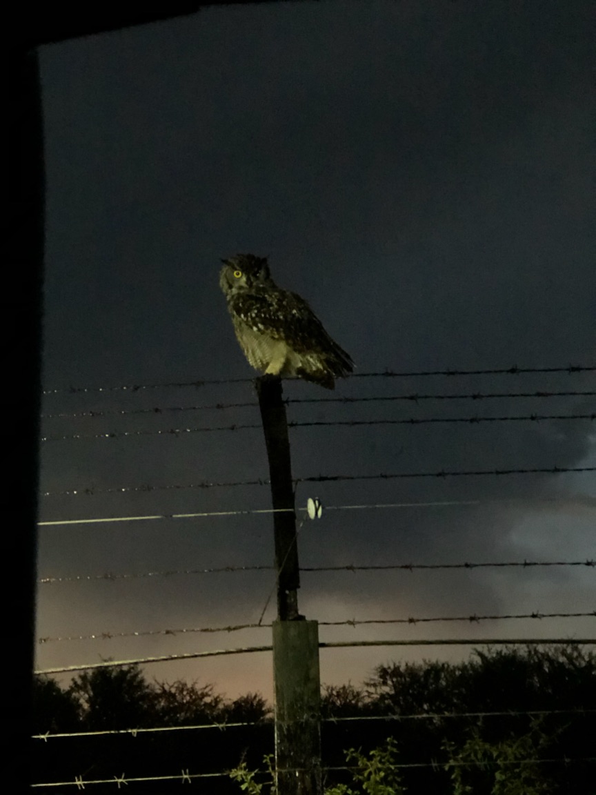 now that's a big owl