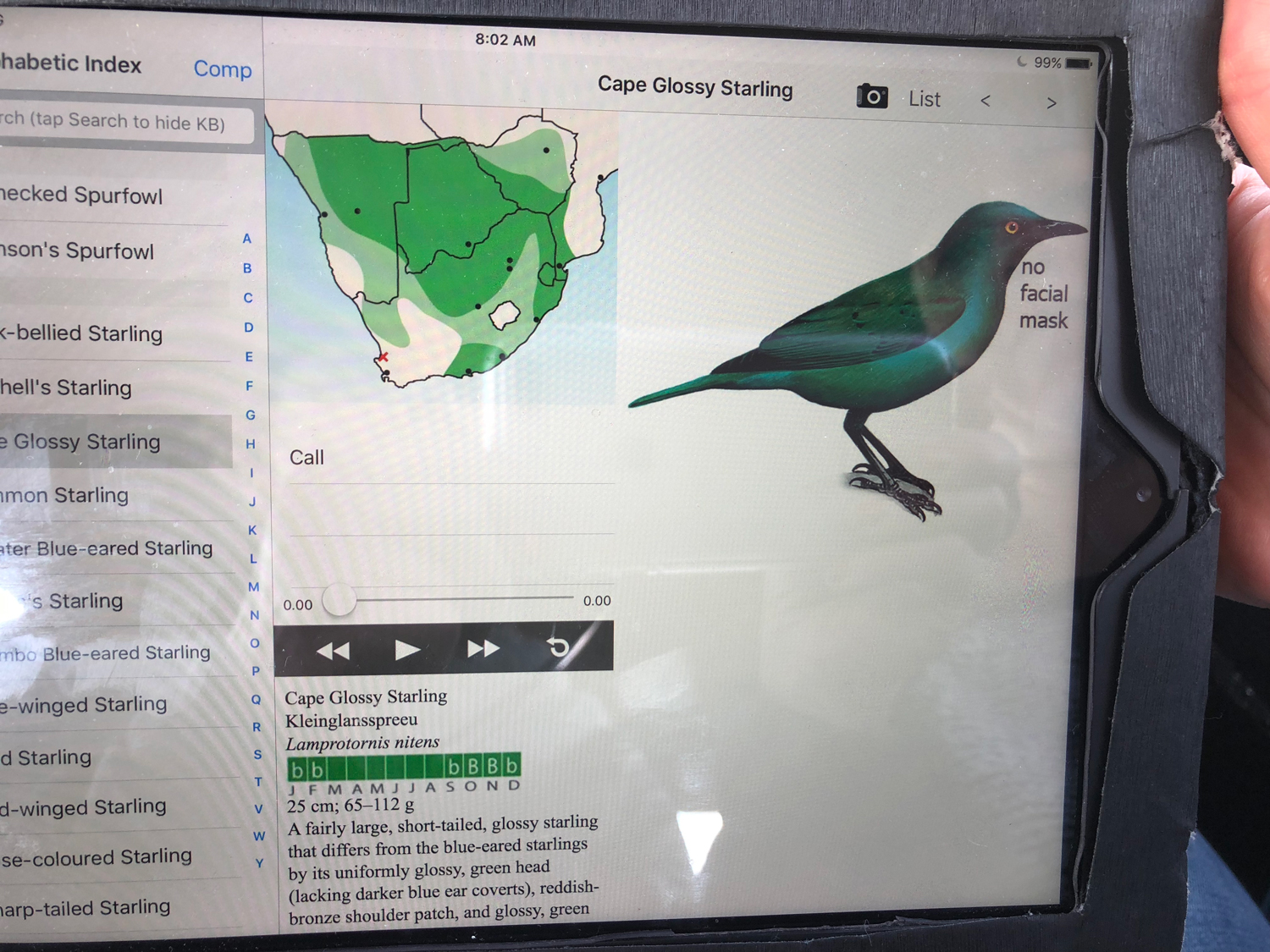 reading up on the Cape Glossy Starling